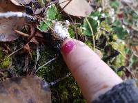 Peltigera aphthosa image