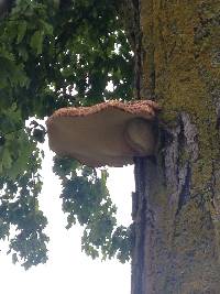 Polyporus squamosus image