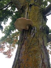 Polyporus squamosus image