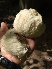 Hericium erinaceus image