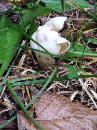 Helvella crispa image