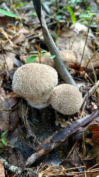 Lycoperdon perlatum image