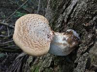 Polyporus squamosus image