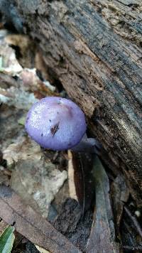 Cortinarius iodes image