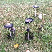 Coprinus comatus image