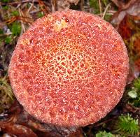 Suillus pictus image