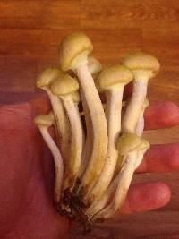 Armillaria mellea image