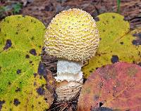 Amanita muscaria image