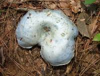 Lactarius indigo image