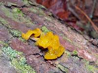 Tremella mesenterica image