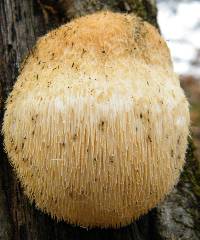 Hericium erinaceus image