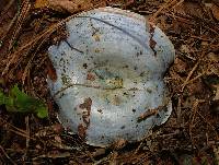 Lactarius indigo image