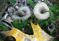 Craterellus cornucopioides image