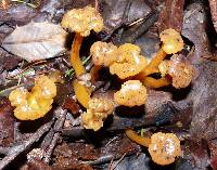 Leotia lubrica image