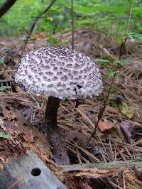 Strobilomyces strobilaceus image