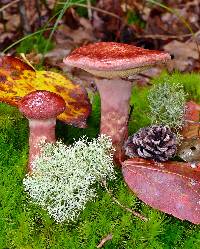 Suillus pictus image