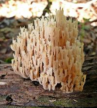 Artomyces pyxidatus image