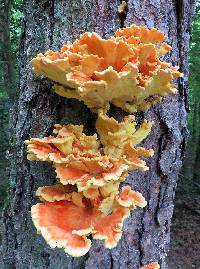 Laetiporus sulphureus image