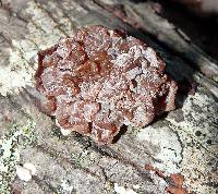 Tremella foliacea image