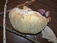 Hericium erinaceus image