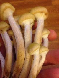 Armillaria mellea image