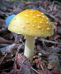 Amanita muscaria var. guessowii image