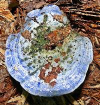 Lactarius indigo image