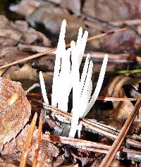 Clavaria fragilis image