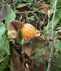 Amanita muscaria var. guessowii image