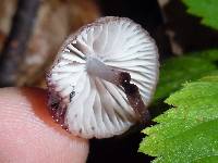 Mycena haematopus image