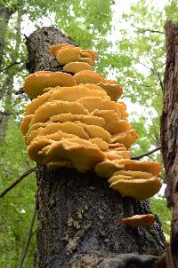 Laetiporus sulphureus image