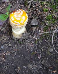 Amanita muscaria var. guessowii image