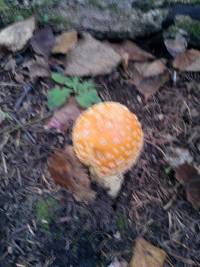 Amanita muscaria image