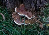 Ganoderma applanatum image