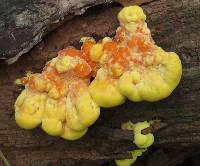 Laetiporus sulphureus image