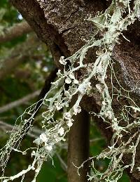 Ramalina leptocarpha image