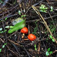 Leratiomyces erythrocephalus image