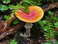 Amanita muscaria image