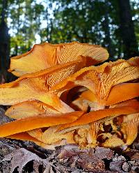 Omphalotus illudens image