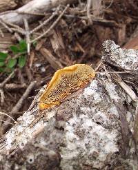 Gloeophyllum sepiarium image