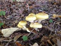 Armillaria mellea image