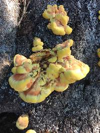 Laetiporus sulphureus image