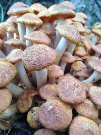 Armillaria tabescens image