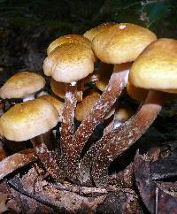 Armillaria mellea image