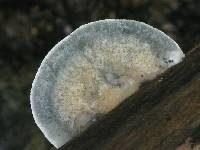 Postia caesia image