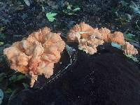 Laetiporus cincinnatus image