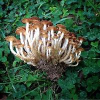 Armillaria tabescens image