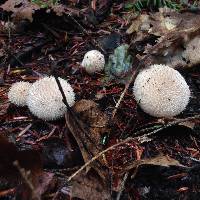 Lycoperdon pulcherrimum image