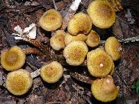 Armillaria mellea image