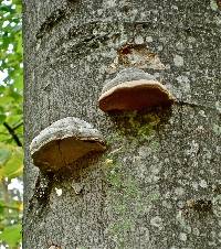 Fomes fomentarius image